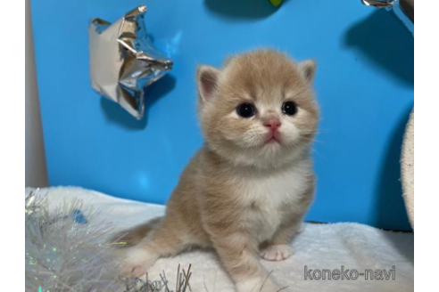 成約済の大阪府のスコティッシュフォールド-68343の1枚目